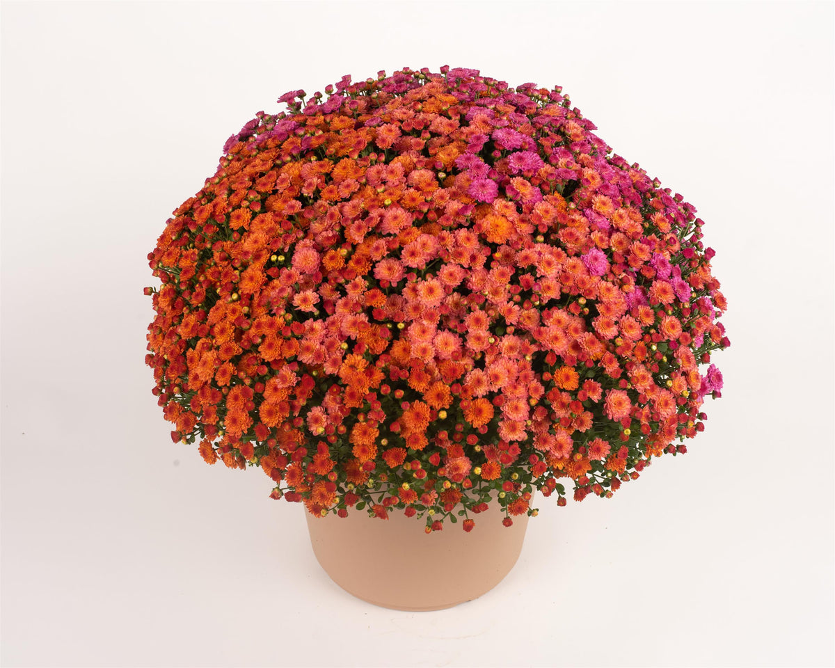 Mixed Annual Mum