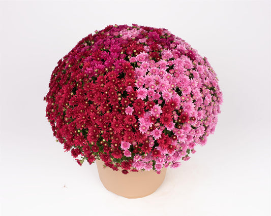 Wanda Fall Berry Mum