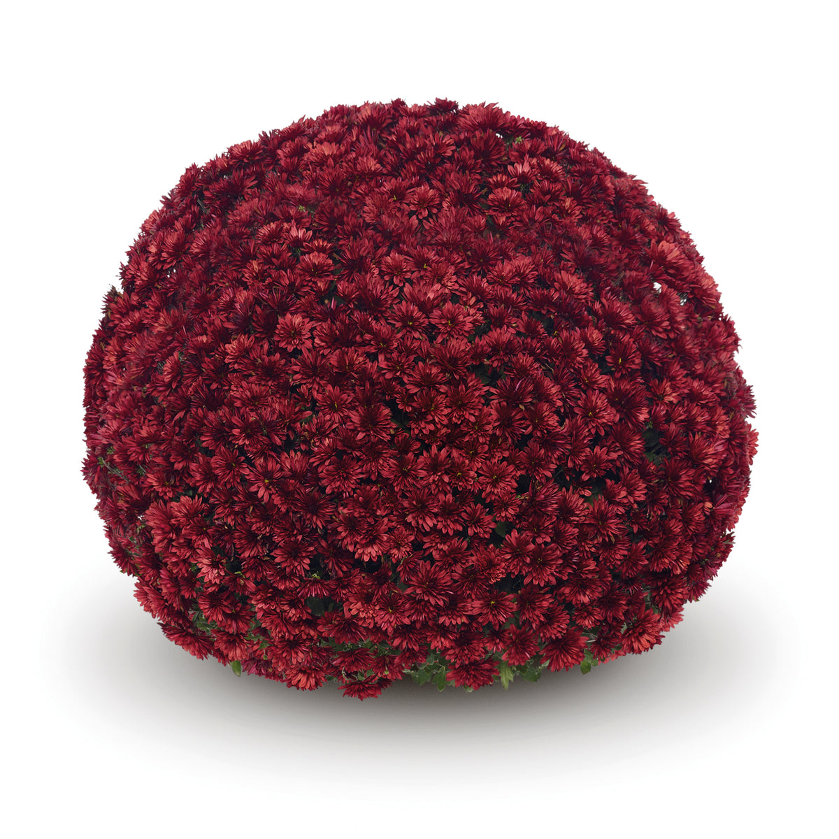 Red Annual Mum