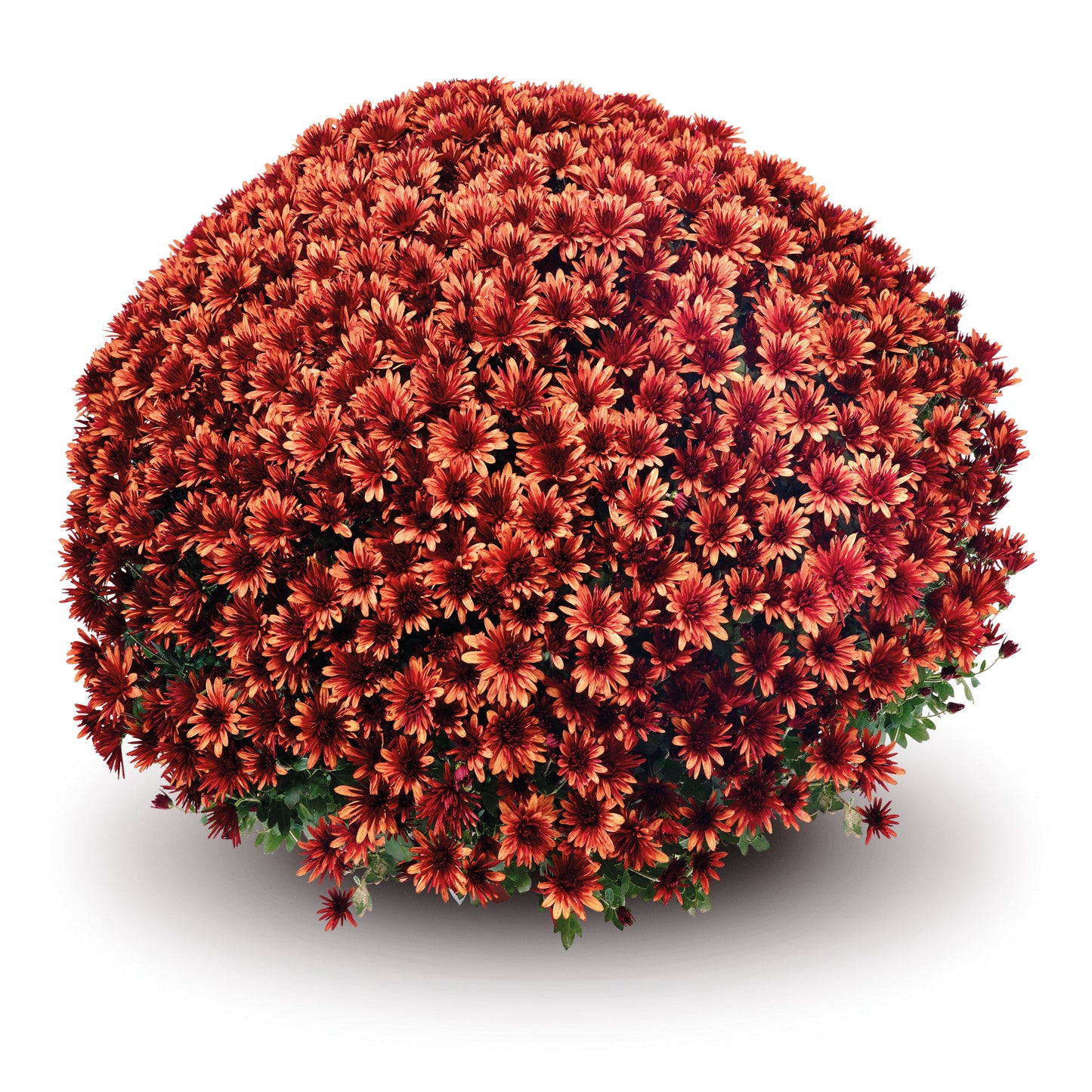 Aduro Orange Mum