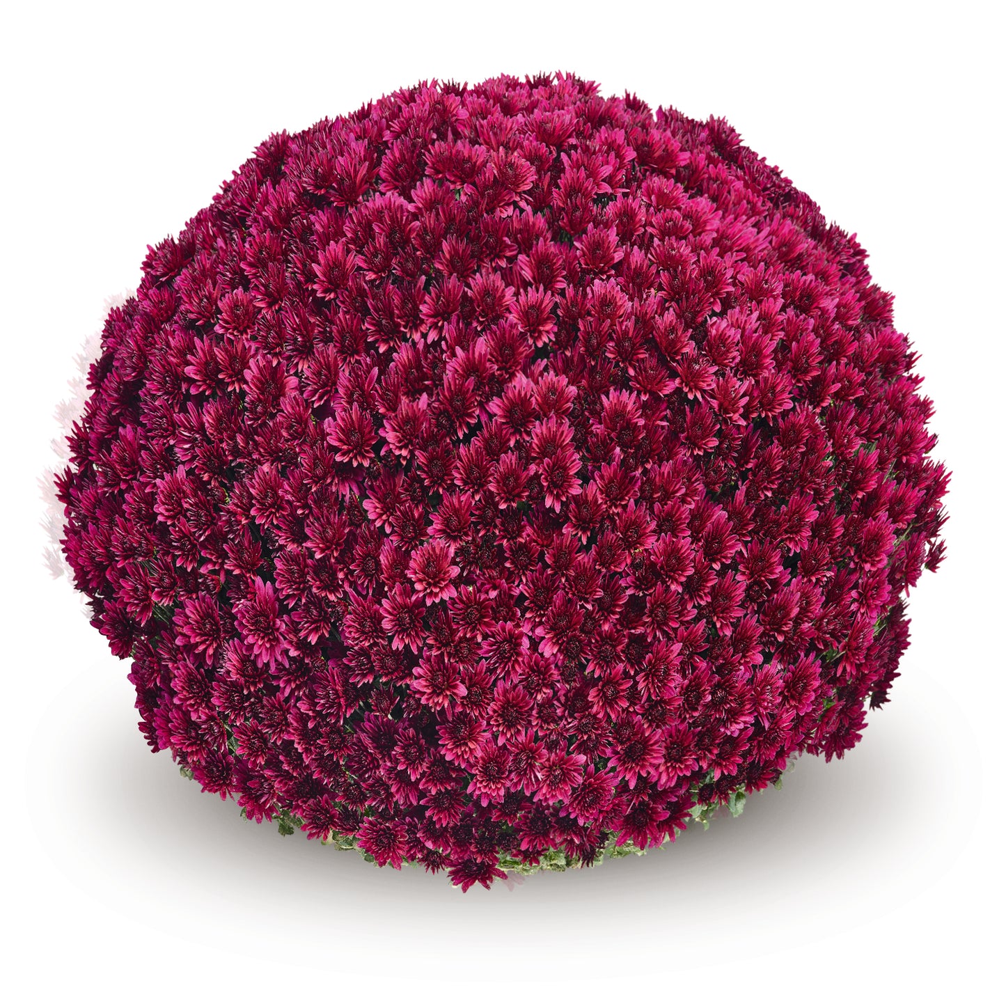 Aduro Purple Mum