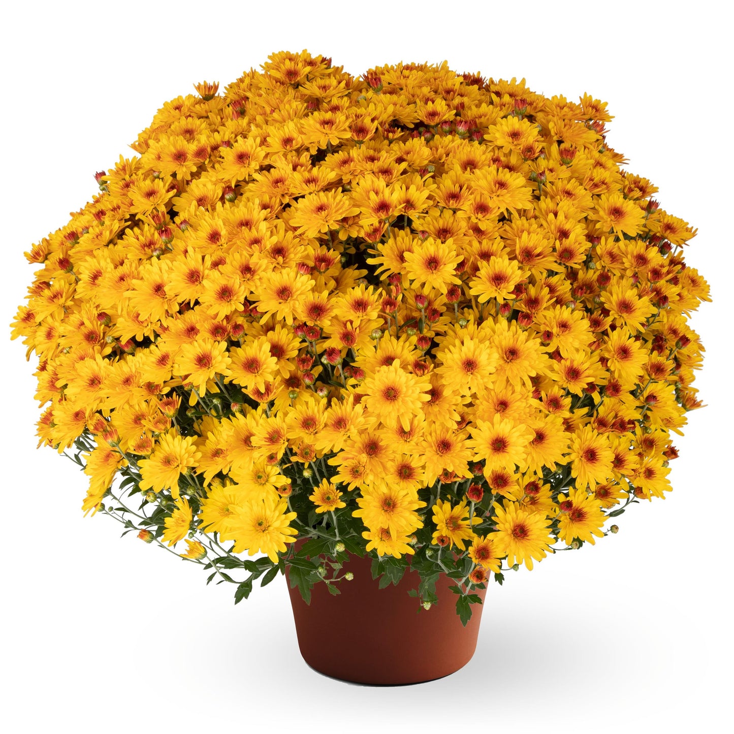 Ellen Golden Bicolor Mum