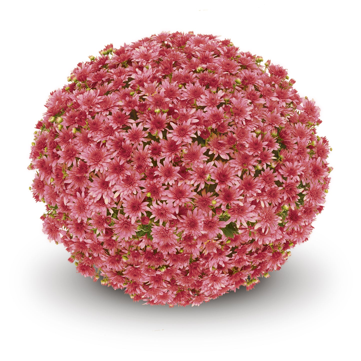 Fonti Red Mum
