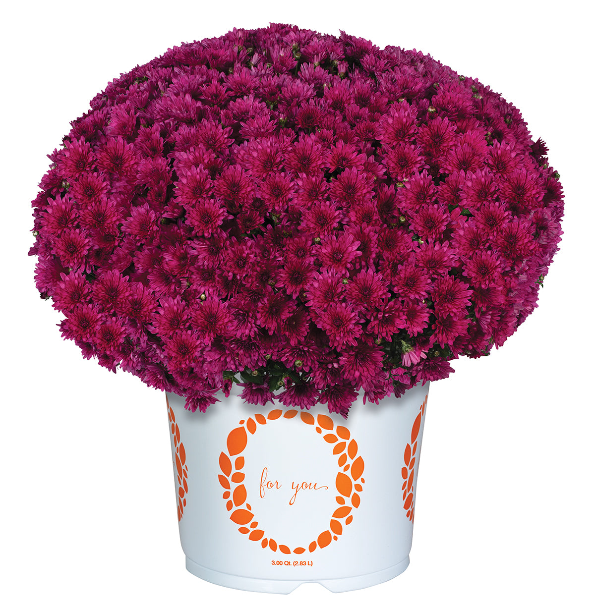 Jive Purple Mum