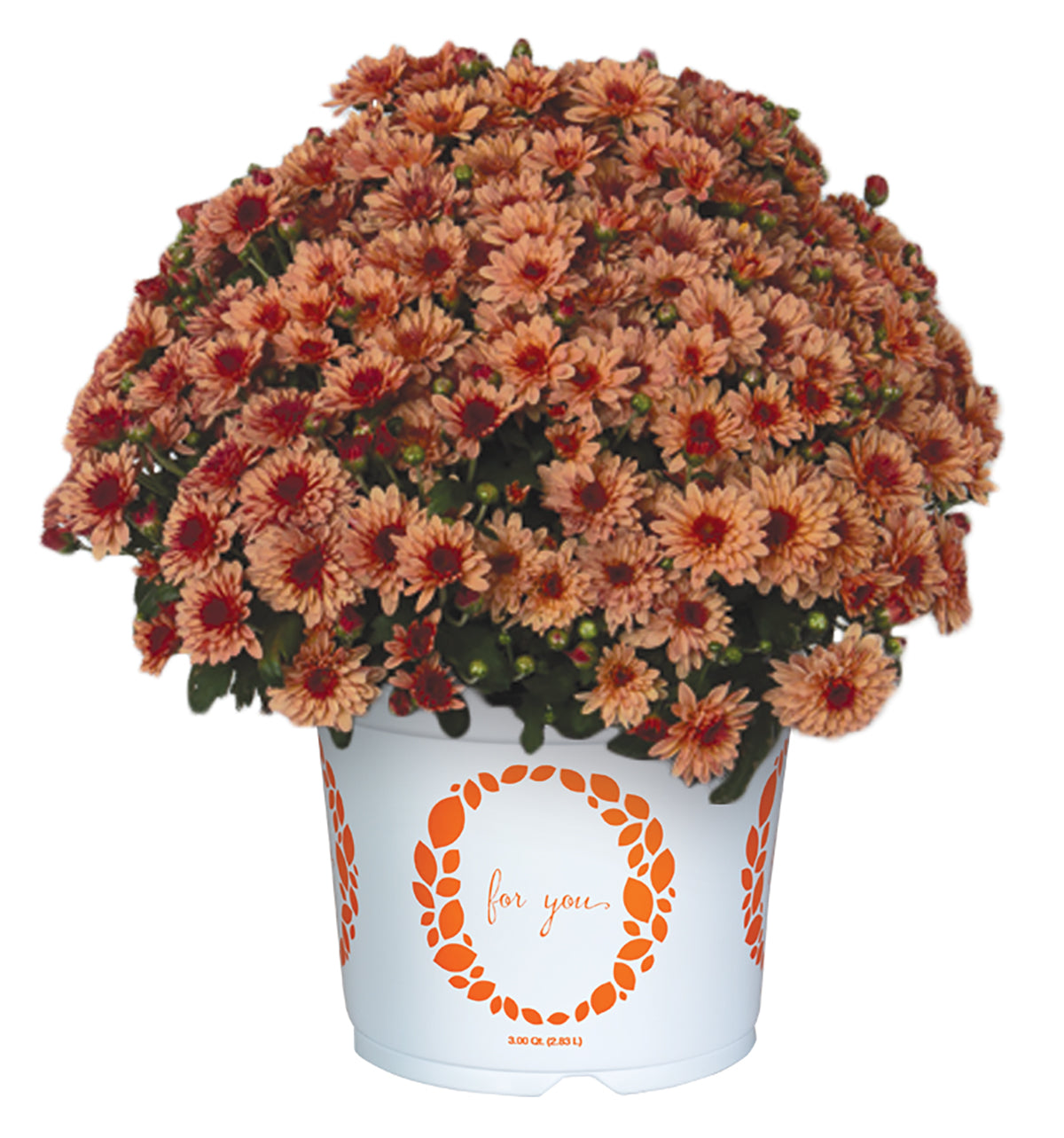 Lively Peach Bicolor Mum