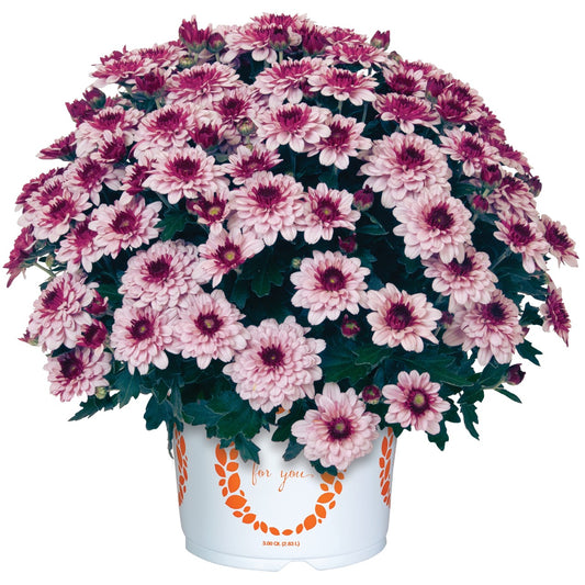 Berry Blast Bicolor Mum