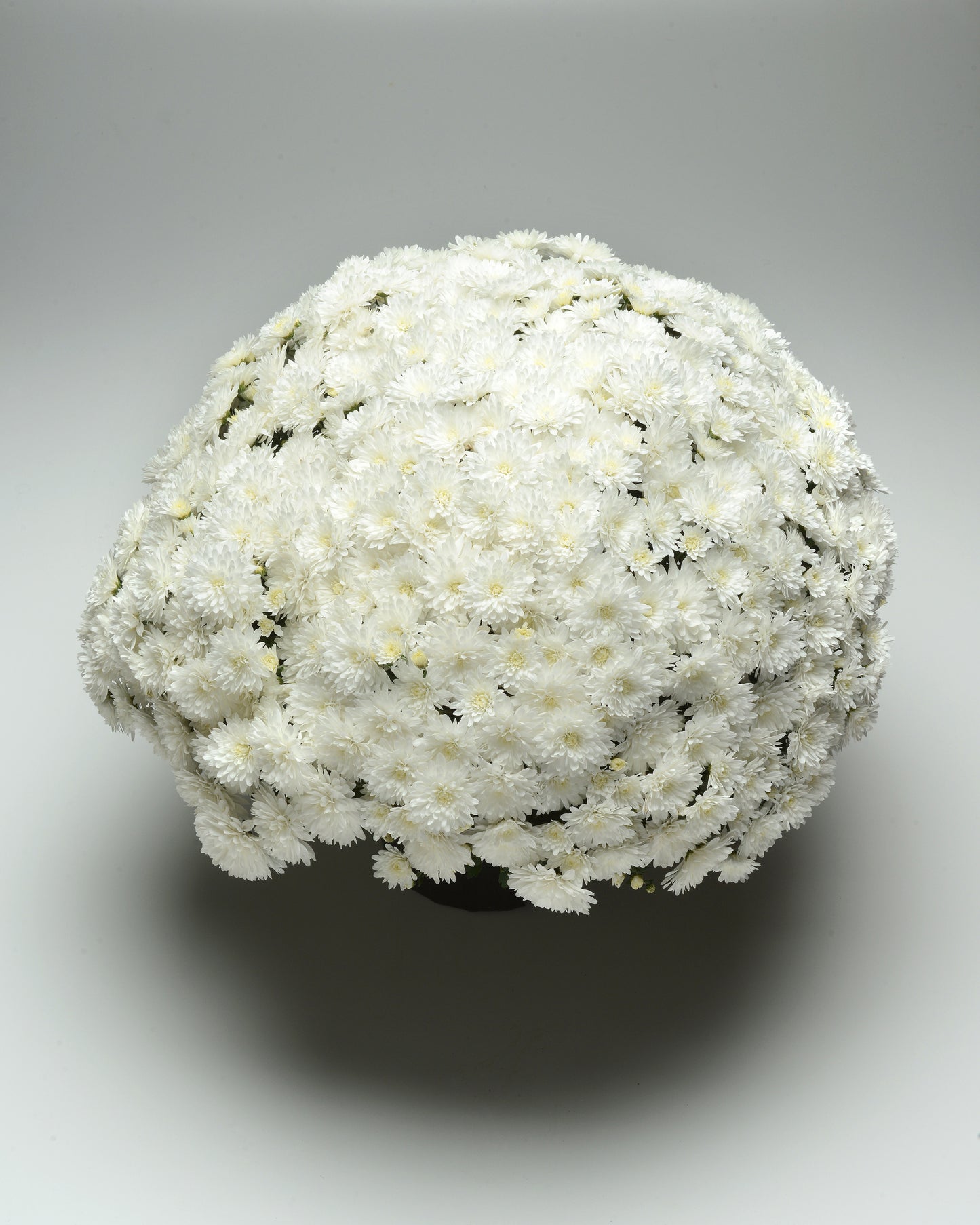 Bridal White Mum