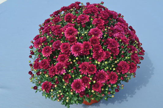 Plumberry Purple Mum