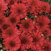 Red Hots Mum