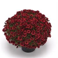 Roaring Red Mum