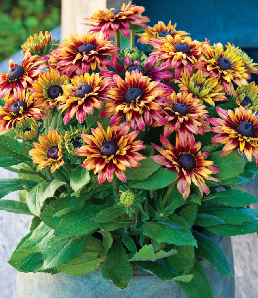 Sunbeckia Graffiti Cherry Rudbeckia