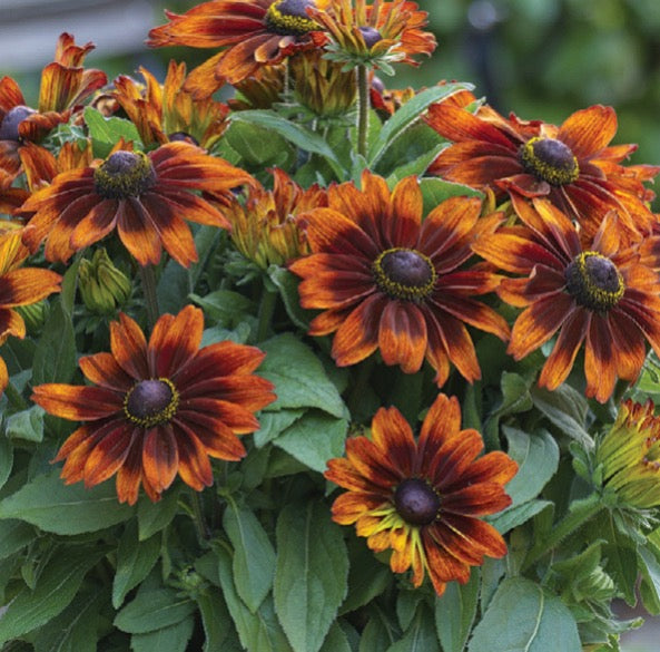 Sunbeckia Sarah Rudbeckia