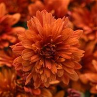 Sweet Potato Pie Bronze Mum