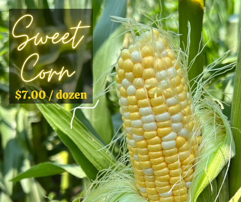 Maíz dulce - 1 docena de mazorcas