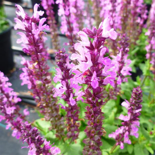 Lyrical Rose Salvia