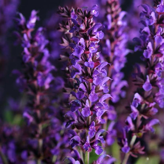 Lyrical Blues Salvia