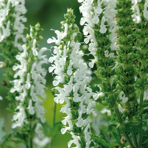 Lyrical White Salvia