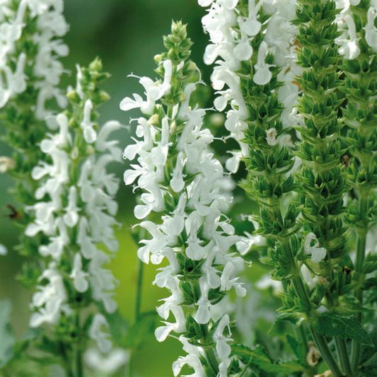 Lyrical White Salvia