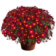Red Annual Mum