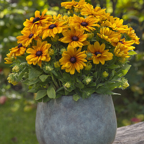 Sunbeckia Carolina Rudbeckia